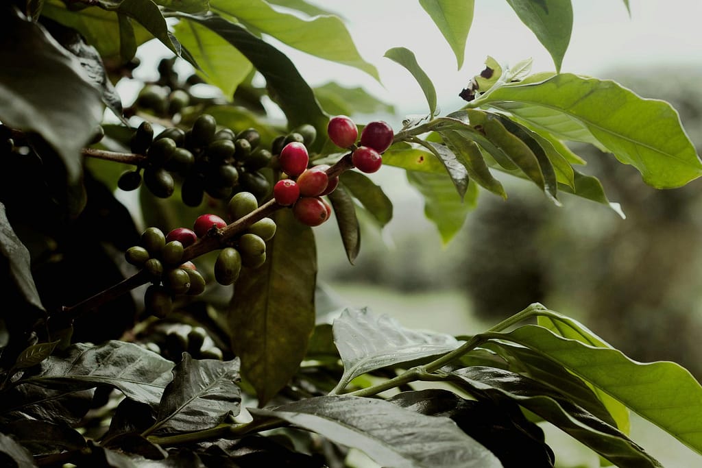 Ripe and unripe coffee cherries on a lush green branch in Central Java, Indonesia.